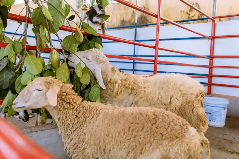 Hai chú cừu lông vàng ăn lá cây bên hàng rào sơn đỏ, xanh ở vườn thú Glory